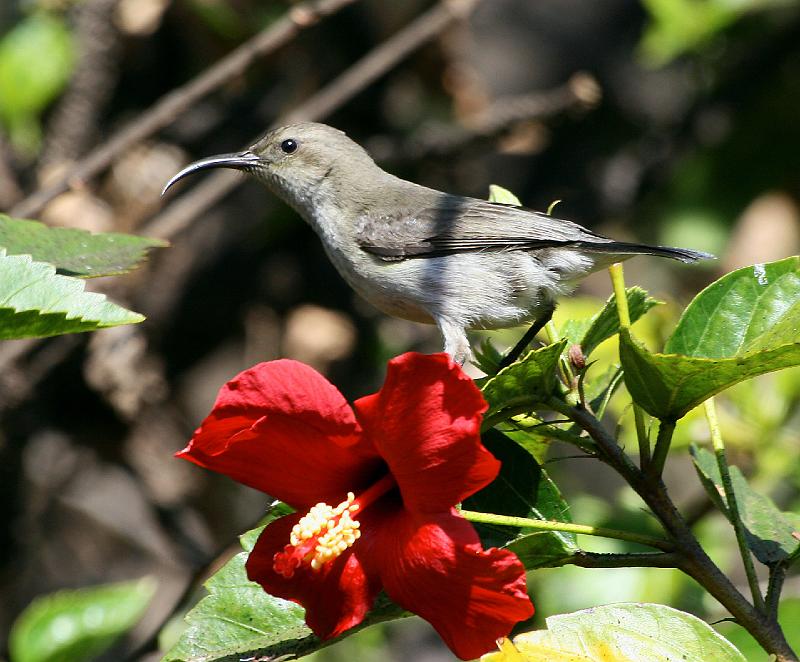 frieda 052.jpg - Sjoe die hibiscus se sap is lekkerder!